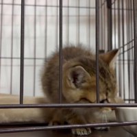 ケージの中の子猫