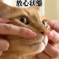 放心状態のまるとら