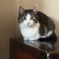 棚の上で香箱座りをしているカメラ目線の猫