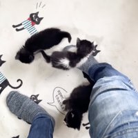 足元に集まる子猫たち