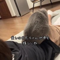人の上に乗っている猫