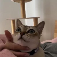 飼い主にアゴを撫でられる猫