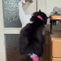左前足をドアノブにかけドアの隙間をのぞく猫