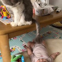 振る猫