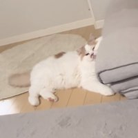 不満そうな猫