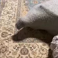 セーターに入った猫