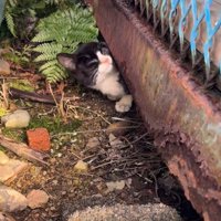 塀の隙間から顔を出す子猫
