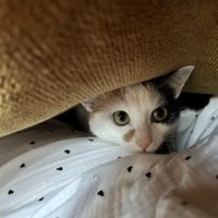 ベッドにいる猫