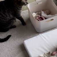 赤ちゃんから少し距離がある猫とオモチャ箱