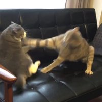 突然攻撃した瞬間