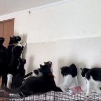 並ぶ猫