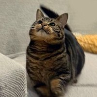 上にあるものを見つめる猫