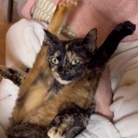 前足を前に伸ばしている二つ折りになった猫「今日も、伸びてるよ♡」