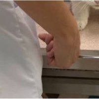 動物病院にいる猫