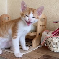 鳴き声をあげる猫