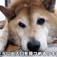 さみしそうなリキくん