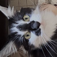 甘える表情を浮かべる猫の顔のアップ