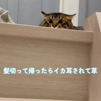 見下ろす猫