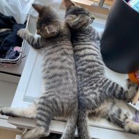 背中合わせの子猫たち
