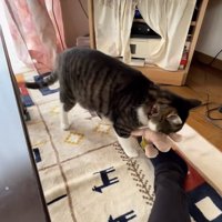 ぬいぐるみを運ぶキジ白猫