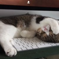 キーボードの上で眠る猫