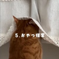 カーテンに顔を入れる猫
