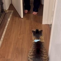 開いたドアを見る猫