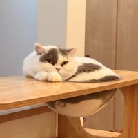 宇宙船にすっぽりはまっている猫