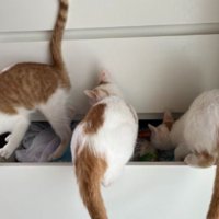 引き出しにいる猫たち