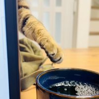 ママさんの麦茶に手を伸ばすキジトラ猫
