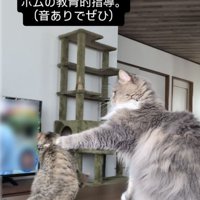 飛び掛かる子猫をパンチするサイベリアン