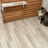 部屋の隅でこちらを見つめる長毛猫