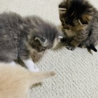 クリーム子猫に猫パンチするグレー子猫とそれを見る焦げ茶子猫