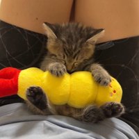 飼い主の膝の上に座る子猫