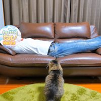 ソファにいる人を座って見ている猫