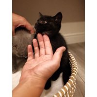 室内にいる猫