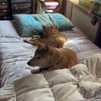 ベッドの上で並んで丸くなっている柴犬と猫