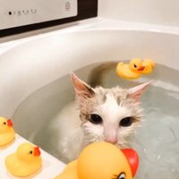 湯船に浸かっている猫