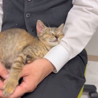 膝の上で眠る子猫別角度