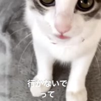 ママを見ながら鳴く子猫