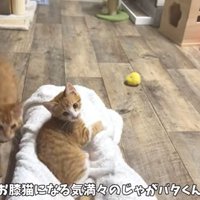 お膝猫じゃがバタくん