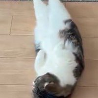 仰向けの状態で足を伸ばす猫