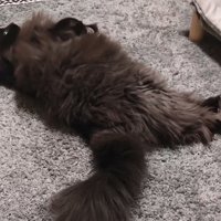 寝そべる猫