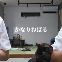 凝視する猫