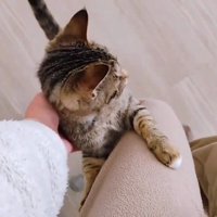 人のひざに前足を乗せる子猫
