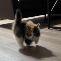 背中を丸めながら斜めに飛び跳ねる子猫
