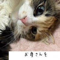 寝転がる猫の顔