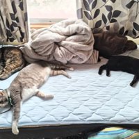 ベッドにいる猫たち