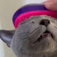 ブラッシングされている猫