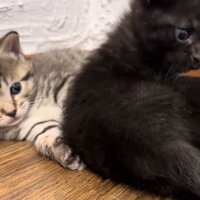寝転がる2匹の子猫